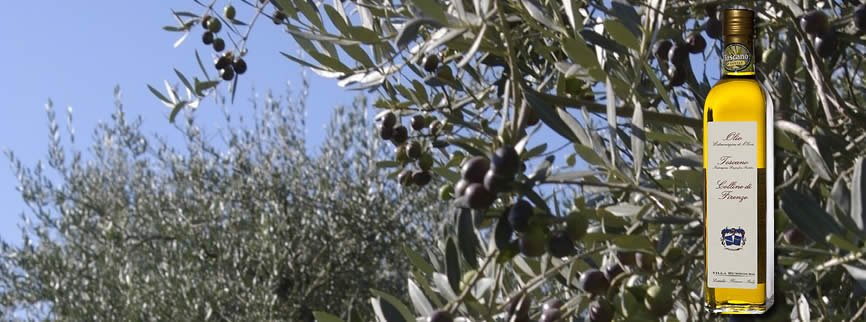 olio di oliva toscano colline firenze